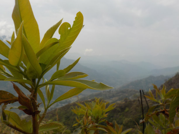 山忽视图片下载