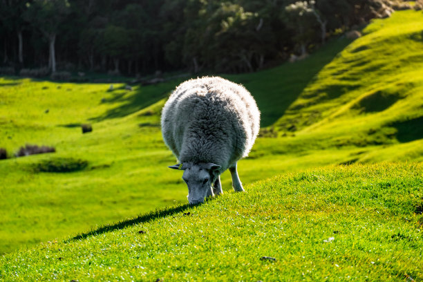 绵羊在绿色的农场上吃草。阳光明媚，阳光明媚。图片下载