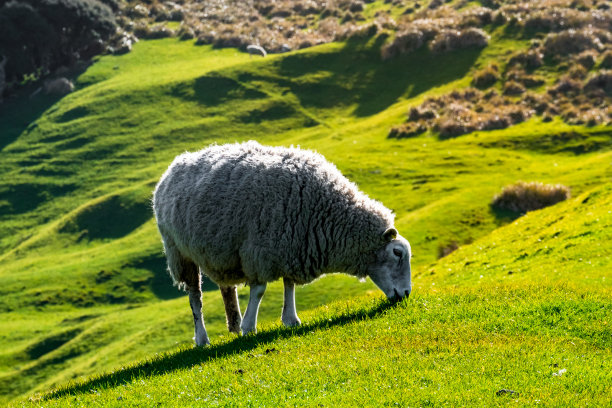 绵羊在绿色的农场上吃草。阳光明媚，阳光明媚。图片下载