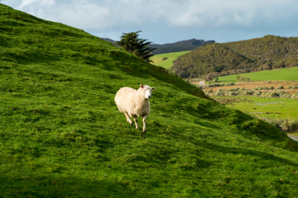 一只羊在绿色的农场上吃草。阳光明媚，阳光明媚。图片下载