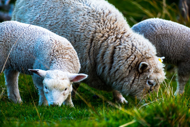 绵羊在绿色的农场上吃草。阳光明媚，阳光明媚。图片下载