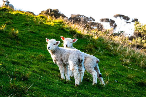 绵羊在绿色的农场上吃草。阳光明媚，阳光明媚。图片下载
