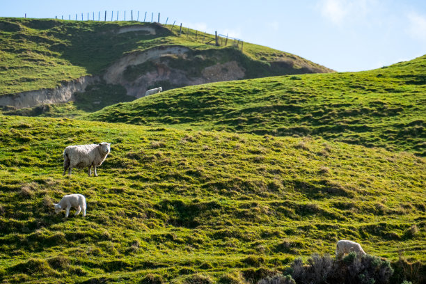 一群羊在绿色的农场上吃草。阳光明媚，阳光明媚。图片下载