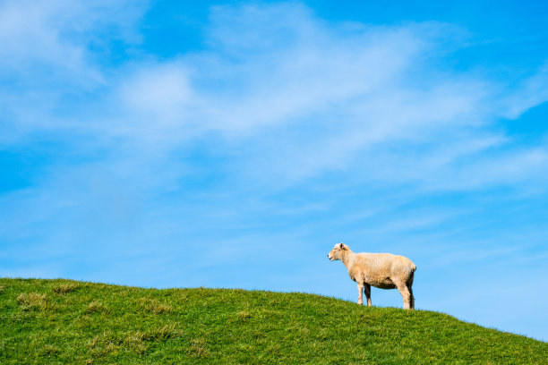 一只羊在绿色的农场上吃草。阳光明媚，阳光明媚。图片下载
