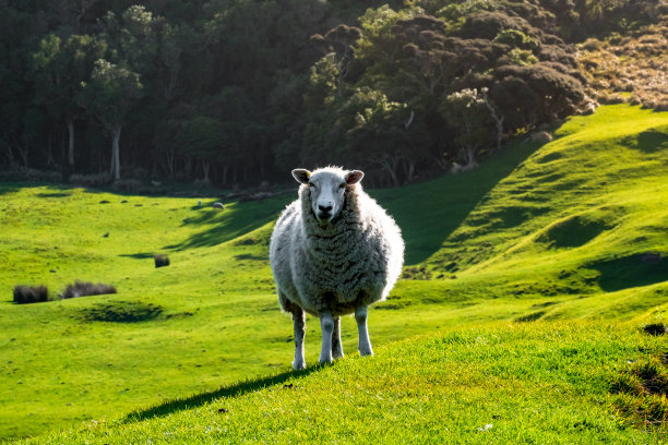 绵羊在绿色的农场上吃草。阳光明媚，阳光明媚。一只绵羊盯着摄影师。图片下载