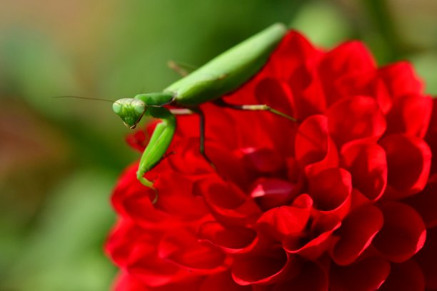螳螂与红色大丽花图片下载