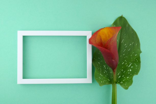 马蹄莲花。橙色马蹄莲花和白色框架上的文字在一个浅绿松石色调图片下载