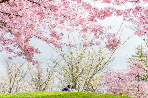 美丽的樱花盛开的树木在早春季节。粉红色樱花日本花在日本花园与绿色的草。图片下载