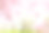 美丽的樱花盛开的树木在早春季节。粉红色樱花日本花在日本花园与绿色的草。图片下载