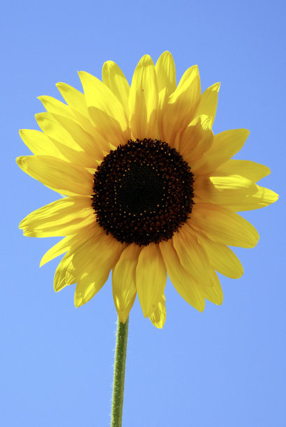 向日葵面前一片蓝天——德国。图片下载