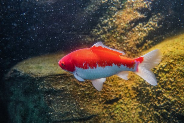 鱼缸里的鱼图片下载