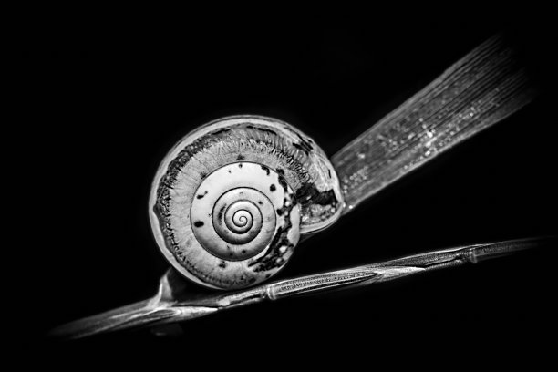 一只蜗牛壳图片下载