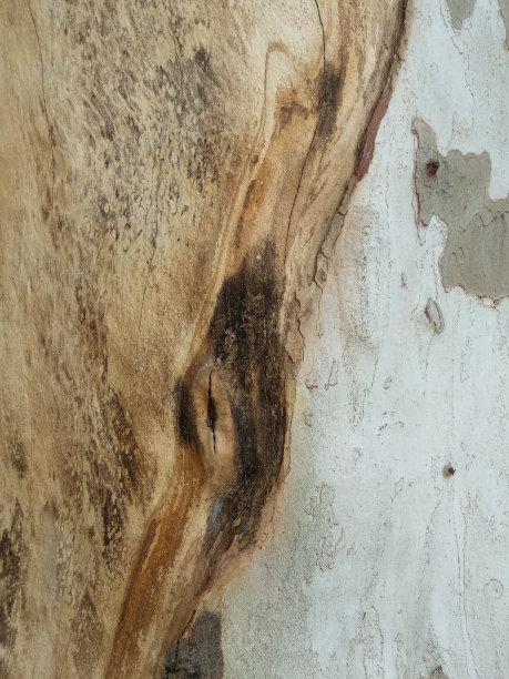 树皮背景图片下载