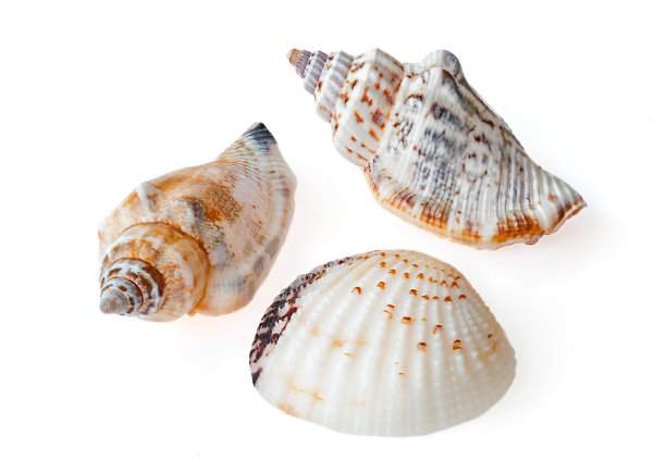 海贝孤立在白色的背景上图片下载