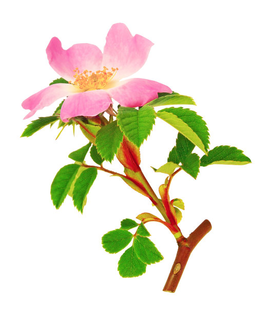 玫瑰果花。图片下载