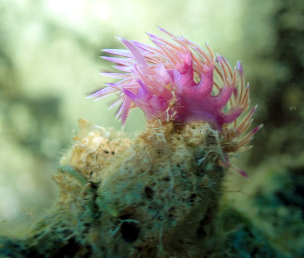 地中海的紫色裸鳃鱼(裸鳃鱼)图片下载