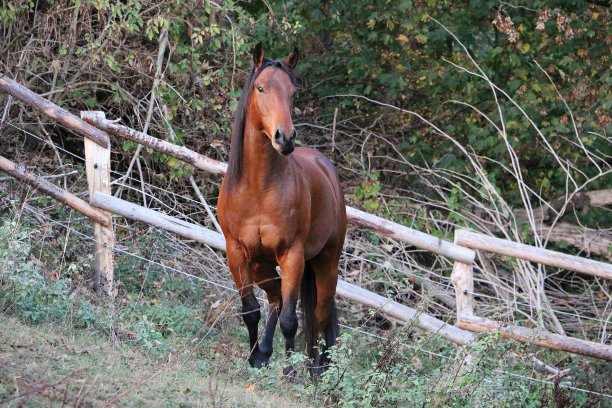 直立的棕色夸特马图片下载