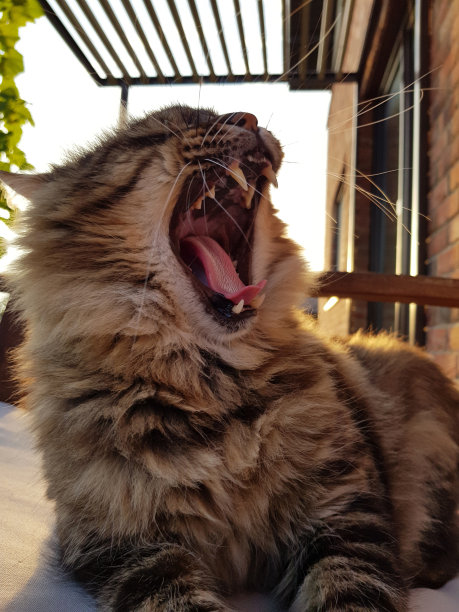 猫的微笑。毛绒绒的混合猫广泛开放的口吻图片下载