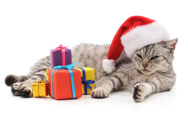 带圣诞礼物的猫。图片下载