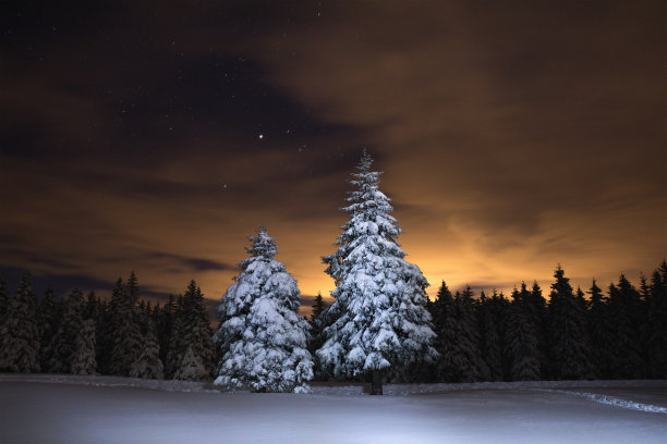 照亮白雪覆盖的冬天的树图片下载