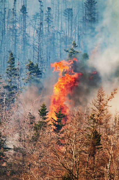 森林大火图片下载
