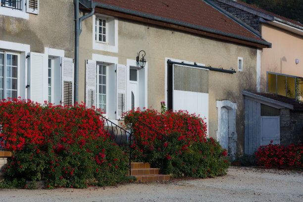 房子楼梯上的红色天竺葵图片下载