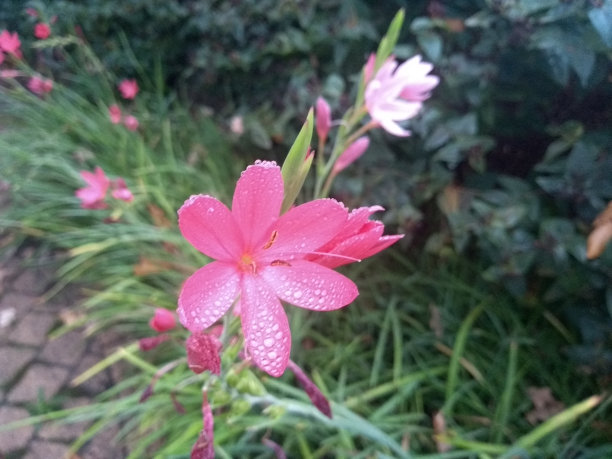 近距离观察鲜艳的粉红色花圃布置图片下载