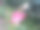 近距离观察鲜艳的粉红色花圃布置图片下载