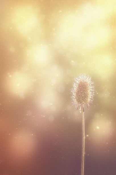 夏天的蓟与美丽的散竹图片下载