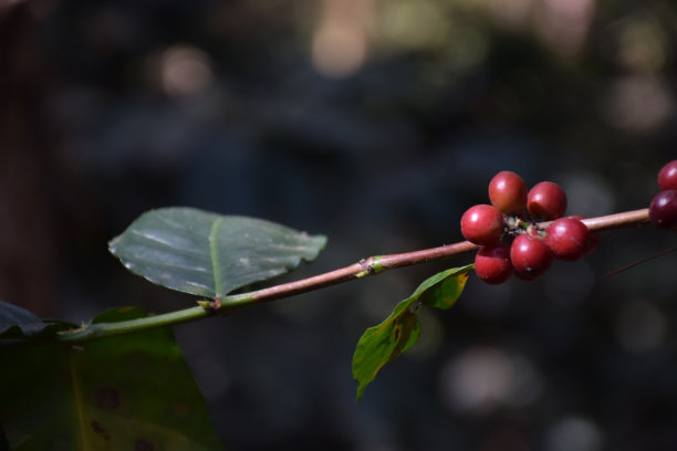红咖啡豆配绿叶图片下载
