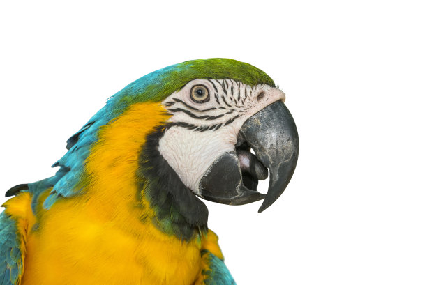 蓝色和金色金刚鹦鹉孤立在白色背景图片下载