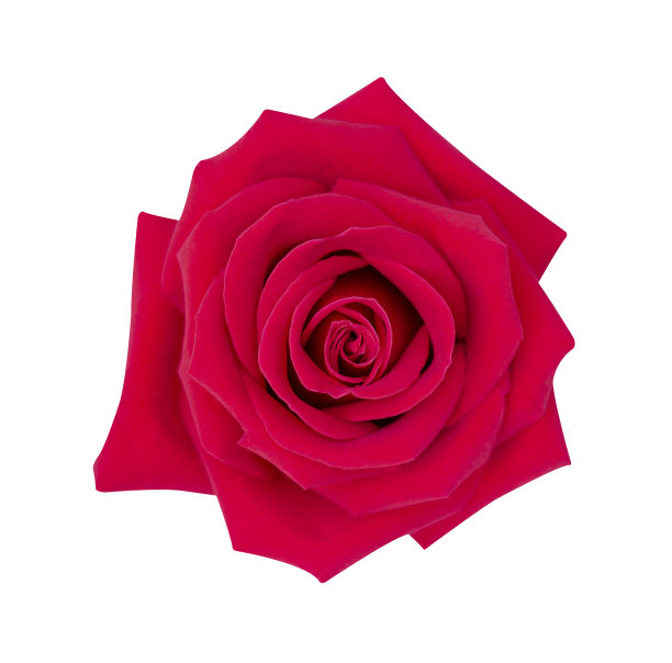 孤立在白色背景上的红玫瑰图片下载