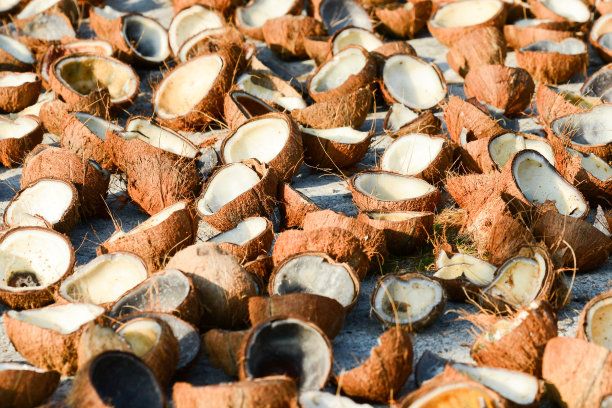大量的椰肉和椰壳放在白色混凝土上自然干燥。热带水果烹饪配料。夏季，晴天。Koh Mak岛，泰国东部。背景纹理。图片下载