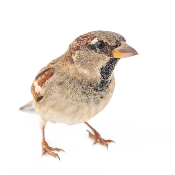 雄性家麻雀(过路家麻雀)孤立在白色背景上图片下载