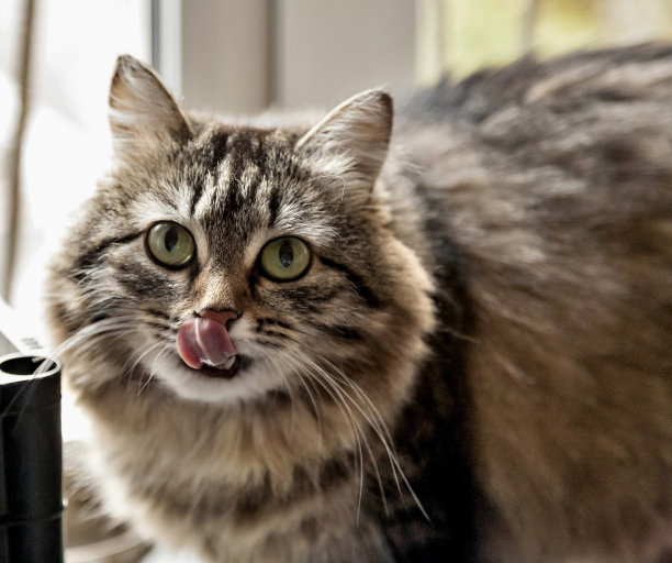 西伯利亚猫舔着嘴唇，露出舌头图片下载