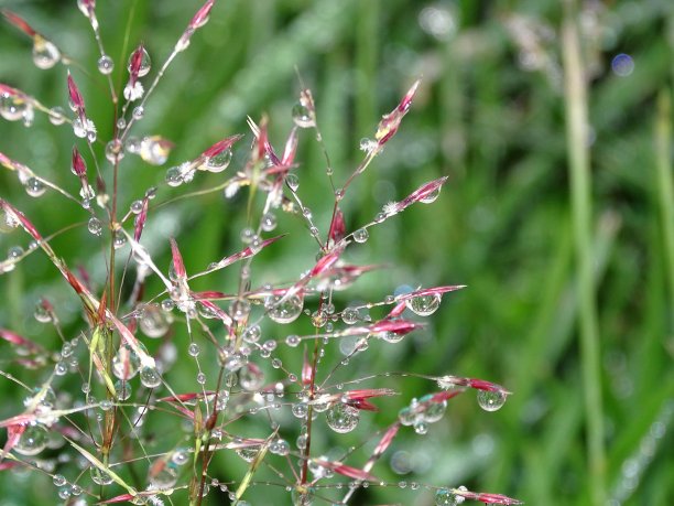 小开花植物上露珠的特写图片下载