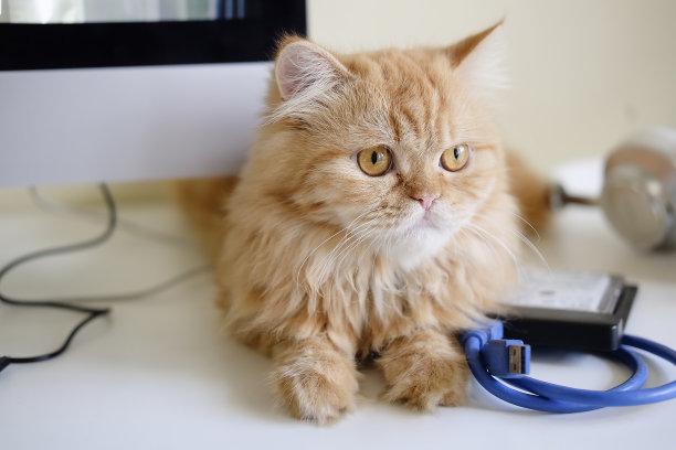 特写一只猫坐在办公室的桌子上有选择的焦点。图片下载