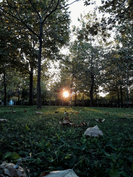 公园和太阳图片下载