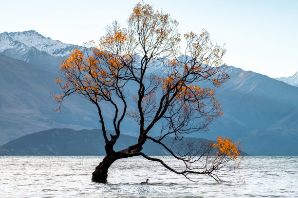 “那棵瓦纳卡树”在秋天日落时被隔离在瓦纳卡湖中。图片下载