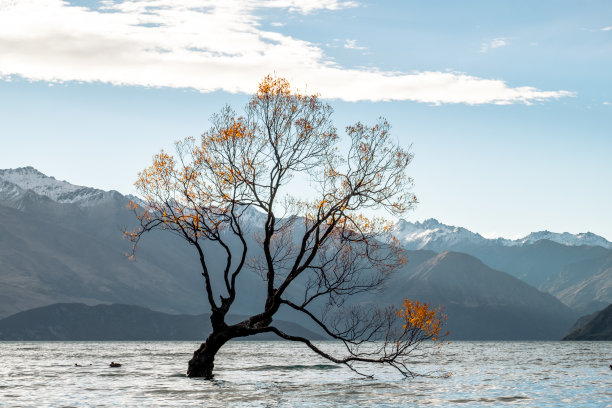 “那棵瓦纳卡树”在秋天日落时被隔离在瓦纳卡湖中。图片下载