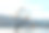 “那棵瓦纳卡树”在秋天日落时被隔离在瓦纳卡湖中。图片下载