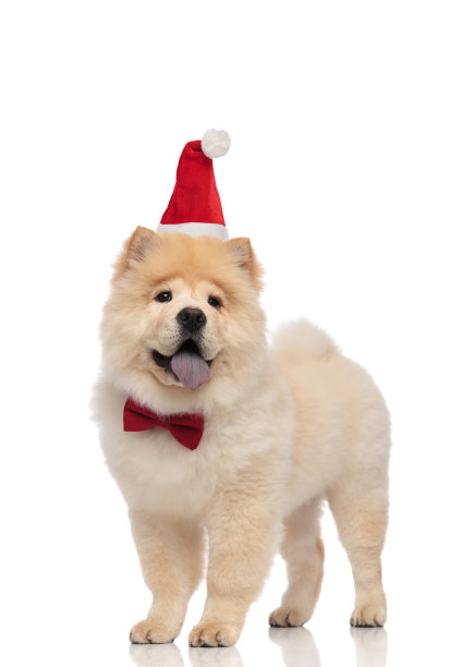 松狮先生打扮成圣诞老人站在那里喘着粗气图片下载