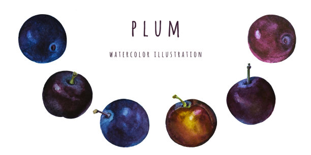 成熟的李子。水彩插图。手绘水果孤立的白色背景。图片下载