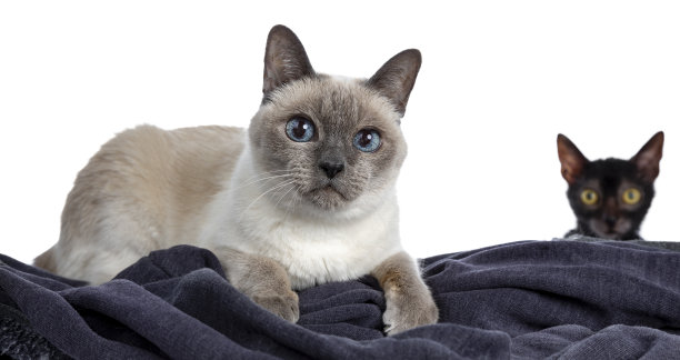 高级蓝点泰国猫躺在一边的蓝色材料，看着相机与蓝色聪明的眼睛，而被一个黑色的Lykoi在背景的照片炸弹。孤立在白色背景上。图片下载