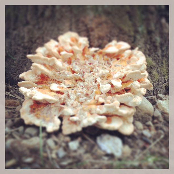 生长在树底部的蘑菇图片下载