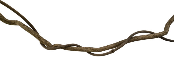 扭曲的野生藤本丛林藤孤立的白色背景，修剪路径包括图片下载