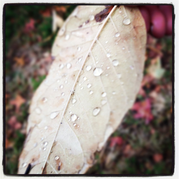 叶子上的雨滴图片下载