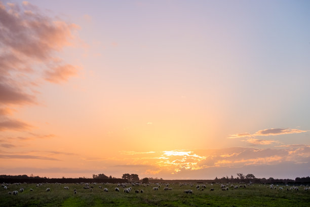 新西兰的农业。羊和草地生长在农村地区。夕阳与温暖的光和蓝天的景象。图片下载