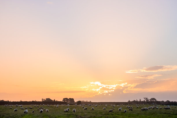 新西兰的农业。羊和草地生长在农村地区。夕阳与温暖的光和蓝天的景象。图片下载