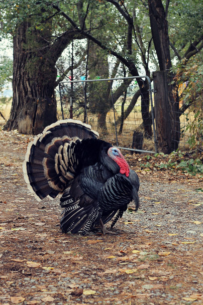 大而漂亮的雄性火鸡，长着羽毛走在小路上图片下载